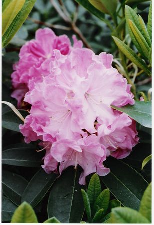 Rhodo Opal Fawcett